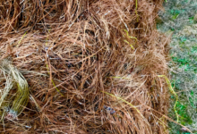 Using Long Needle Pine Straw to Protect Delicate Plants and Soil