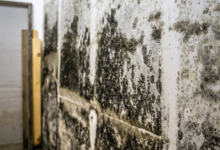 Mold Growth: How Weather and Seasons Affect Your Home