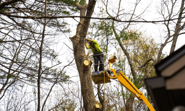 How to Keep Your Trees Healthy and Thriving