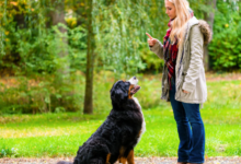 Enhancing Trainer Education Through Theory and Practical Field Exercises