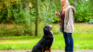 Enhancing Trainer Education Through Theory and Practical Field Exercises