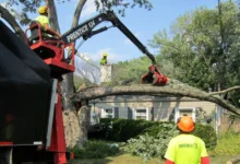 Tree Maintenance