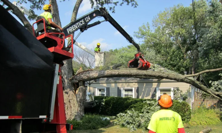 Tree Maintenance