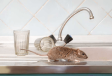 Pest Control Mice Solutions for Effective Home Prevention