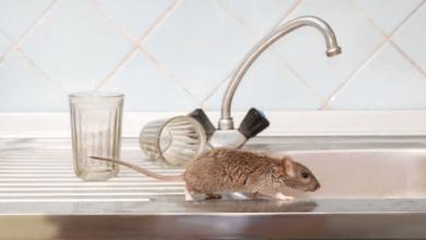 Pest Control Mice Solutions for Effective Home Prevention