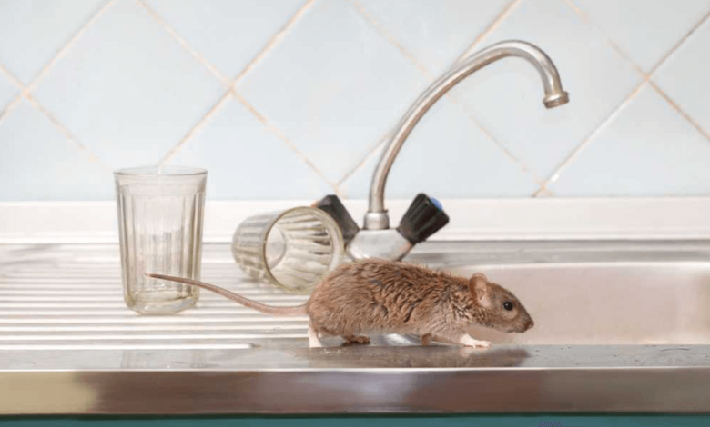 Pest Control Mice Solutions for Effective Home Prevention