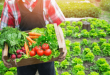 Farm Near Me Guide: Finding Local Farms and Fresh Produce