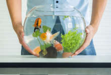 How to Introduce New Tropical Fish Without Stressing Your Tank