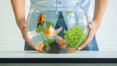 How to Introduce New Tropical Fish Without Stressing Your Tank