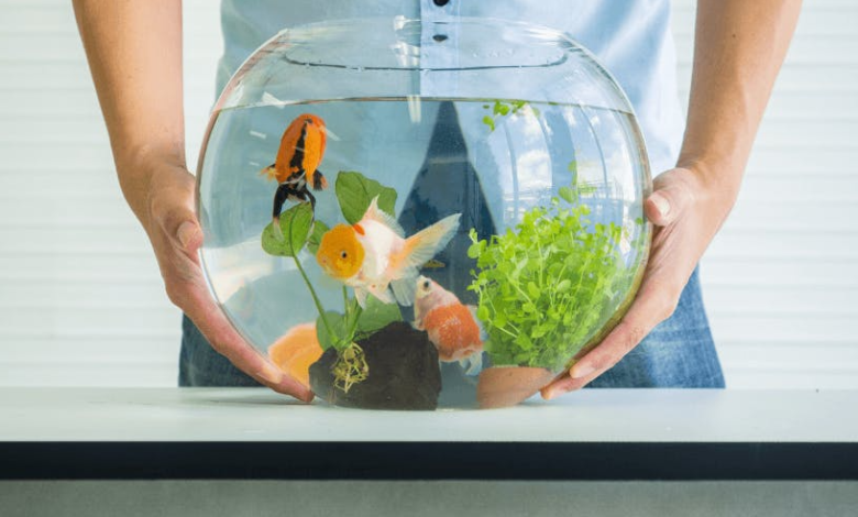 How to Introduce New Tropical Fish Without Stressing Your Tank