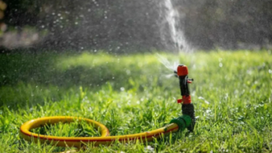 Lawn Care in Mississauga Tips for a Healthy, Green Yard
