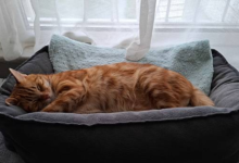 How Calming Cat Beds Enhance Your Feline’s Well-Being