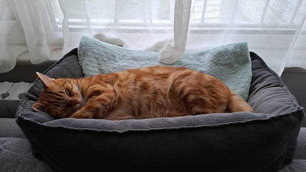 How Calming Cat Beds Enhance Your Feline’s Well-Being