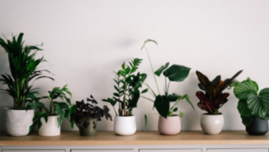 Quality Plants That Add Value to Every Build