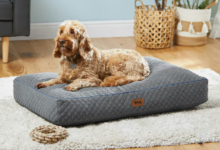 Buy Pet Bed Online: The Ultimate Guide to Finding the Perfect Comfort for Your Furry Friend 