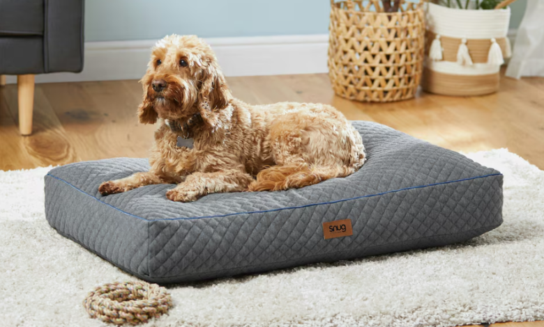 Buy Pet Bed Online: The Ultimate Guide to Finding the Perfect Comfort for Your Furry Friend 