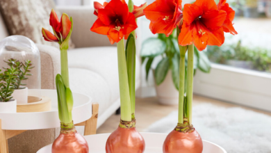 ¿Por qué el amarilis podría no florecer?