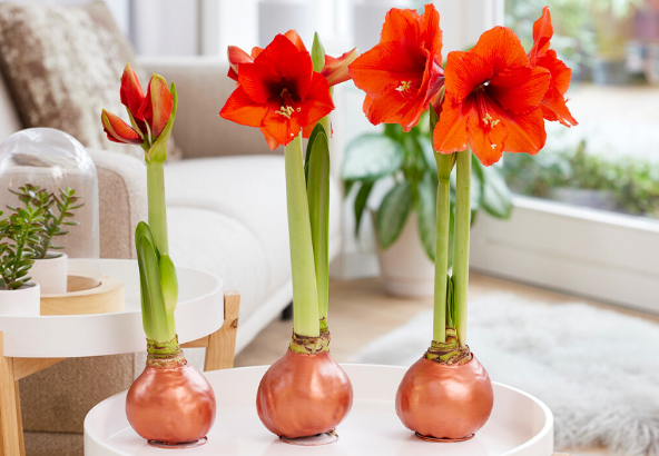 ¿Por qué el amarilis podría no florecer?