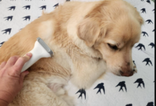 Affordable Pet Grooming Without Cutting Corners: What “Good Value” Actually Looks Like