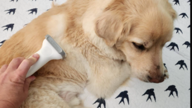 Affordable Pet Grooming Without Cutting Corners: What “Good Value” Actually Looks Like