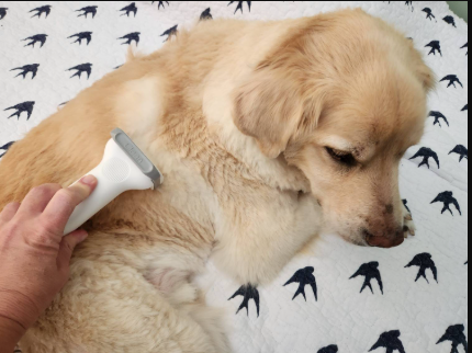Affordable Pet Grooming Without Cutting Corners: What “Good Value” Actually Looks Like