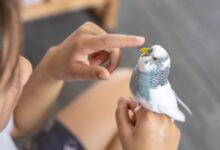 How to Take Care of Lovebirds in Lisburn