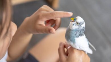 How to Take Care of Lovebirds in Lisburn