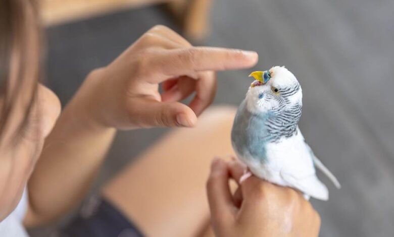 How to Take Care of Lovebirds in Lisburn